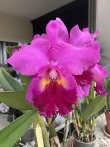 Rhyncholaeliocattleya Mitsuo Akatsuka