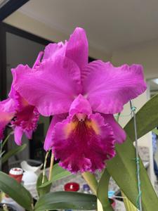 Rhyncholaeliocattleya Mitsuo Akatsuka