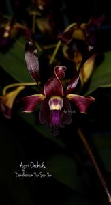 Dendrobium Yip Sow Yen