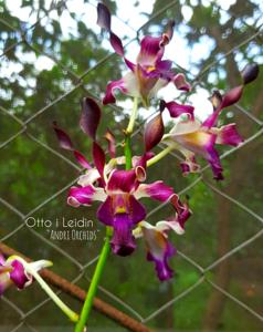 Dendrobium Otto I. Leidin