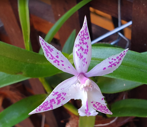 Bardendrum Wild Thing