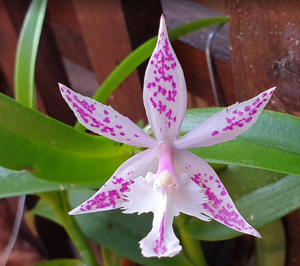 Bardendrum Wild Thing