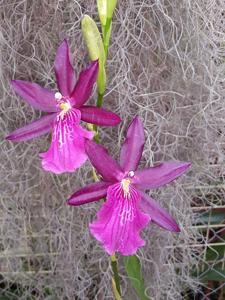 Miltonia Wine Leopard FCA