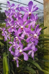 Ramasamyara Jairak Blue