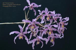 Laelia Princesa Veronica