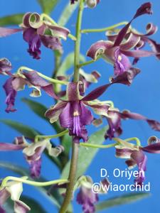 Dendrobium Oryen