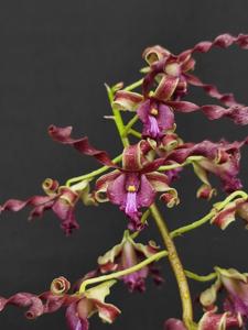Dendrobium Oryen