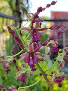Dendrobium Oryen