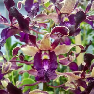 Dendrobium Oryen