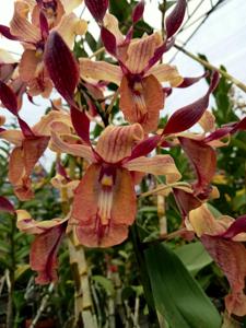 Dendrobium Oryen