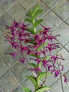 Dendrobium Oryen