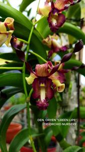 Dendrobium Oryen