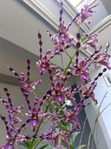 Dendrobium Oryen