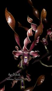 Dendrobium Damarwulan