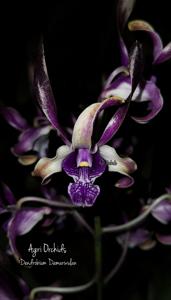 Dendrobium Damarwulan