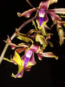 Dendrobium Roro Ireng