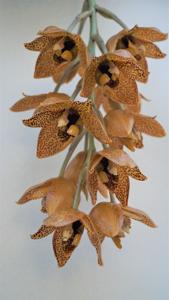 Aciopea Ecuagenera Passion