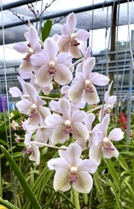 Sweetara Woon-Chew Tang Wah