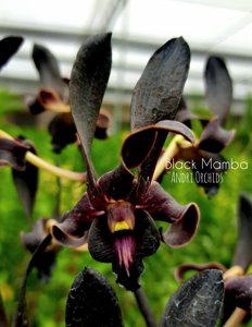 Dendrobium Black Mamba