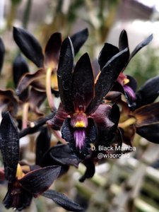 Dendrobium Black Mamba