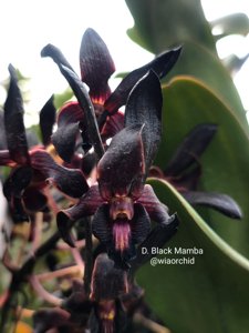 Dendrobium Black Mamba