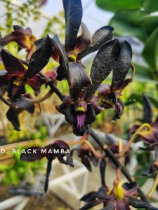 Dendrobium Black Mamba
