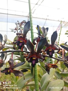 Dendrobium Black Mamba