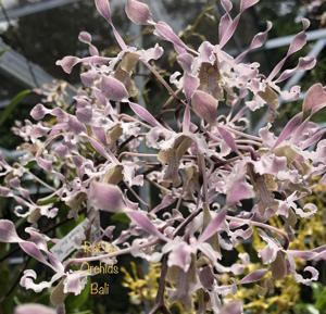 Dendrobium Ursula