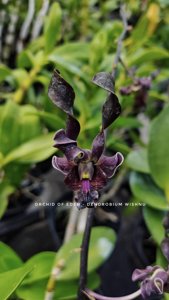 Dendrobium Wishnu