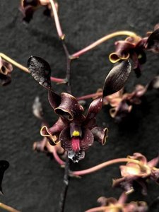 Dendrobium Wishnu