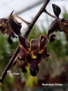 Dendrobium Wishnu