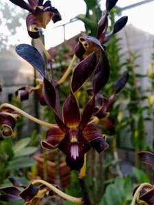 Dendrobium Wishnu