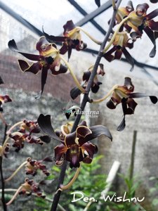 Dendrobium Wishnu