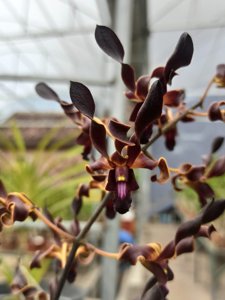 Dendrobium Wishnu
