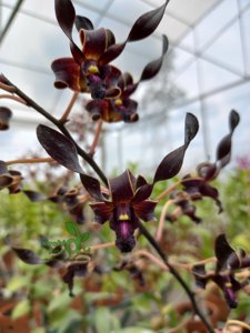 Dendrobium Wishnu