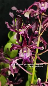 Dendrobium Aries Agung Paewai