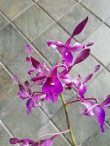 Dendrobium Aries Agung Paewai