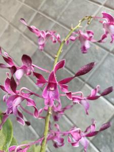 Dendrobium Aries Agung Paewai