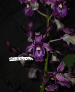 Dendrobium Aries Agung Paewai