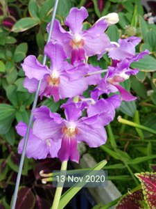 Arguellesara LeBeau Blue-teres