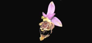 Ophrys scolopax subsp. vetula
