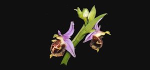 Ophrys scolopax subsp. vetula