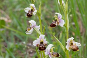 Ophrys scolopax subsp. vetula