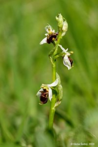 Ophrys scolopax subsp. vetula