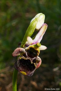 Ophrys scolopax subsp. vetula
