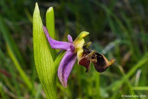 Ophrys scolopax subsp. vetula