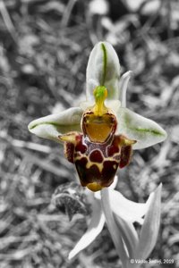 Ophrys scolopax subsp. vetula