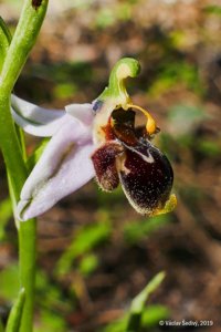 Ophrys scolopax subsp. vetula