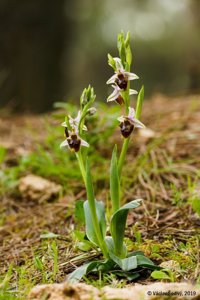 Ophrys scolopax subsp. vetula