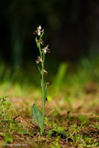 Ophrys scolopax subsp. vetula